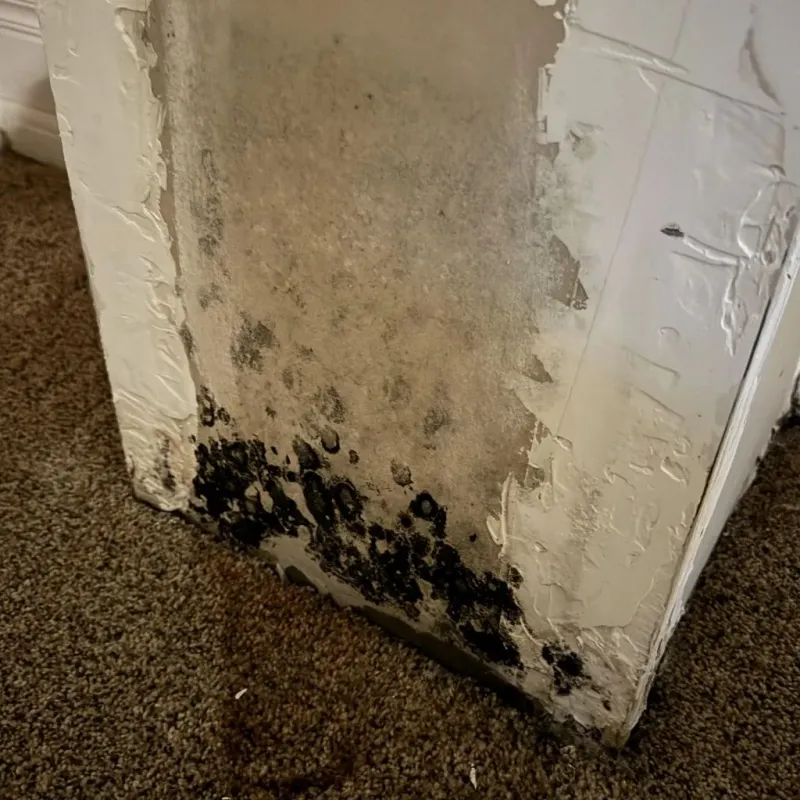 Professional Mold Removal in Ovid, MI